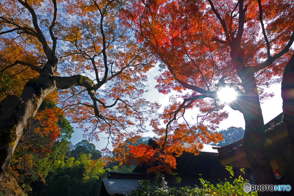 紅葉ヶ谷の紅葉