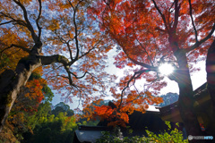 紅葉ヶ谷の紅葉