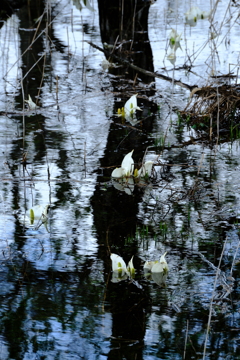 池塘の水芭蕉