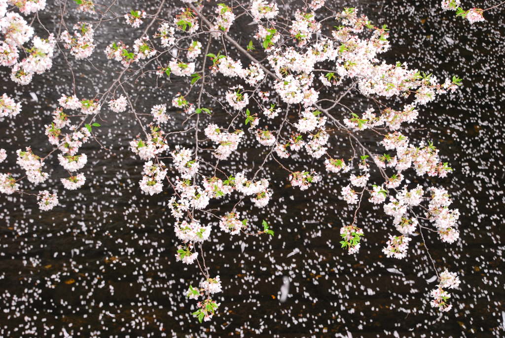 桜、畏敬