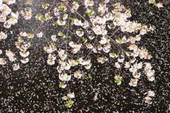 桜、畏敬