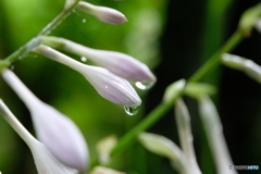 雨上がりのギボウシ