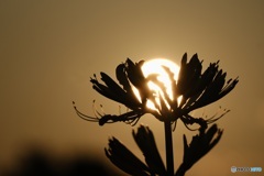夕陽の盃