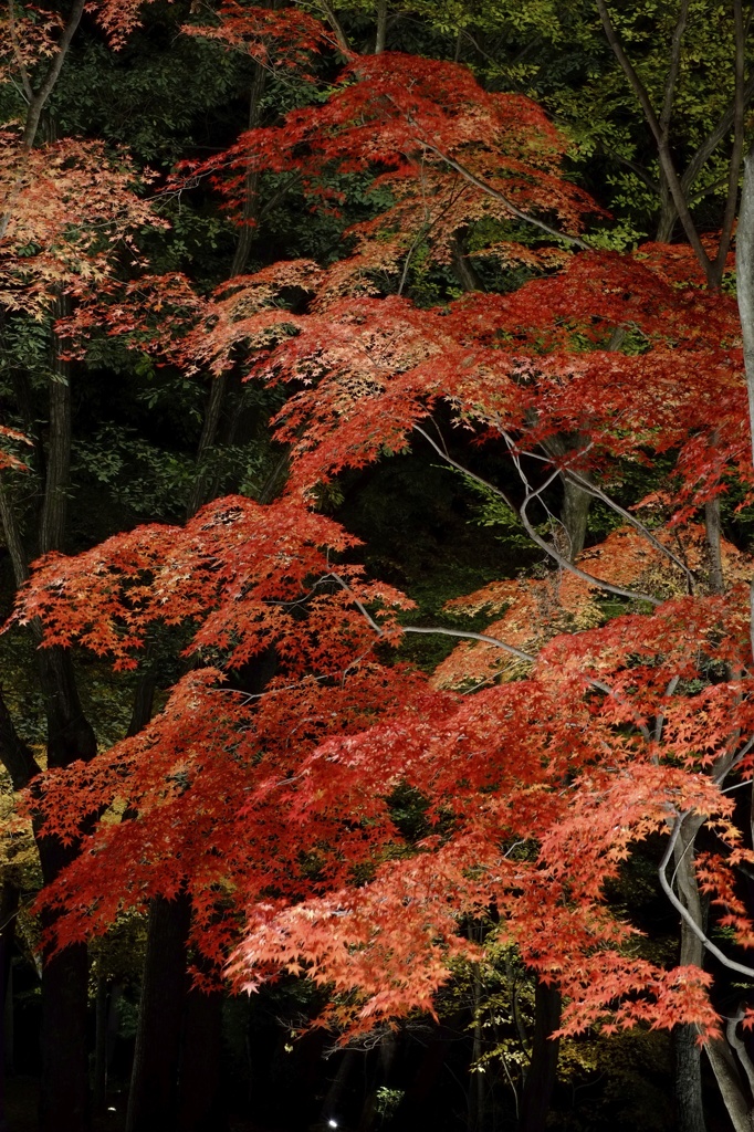 紅に感謝