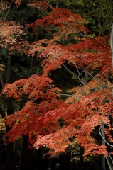 紅に感謝