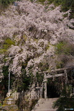 大豊神社 「鳥居と桜」