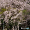 大豊神社 「鳥居と桜」