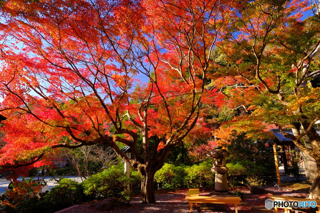 紅天井