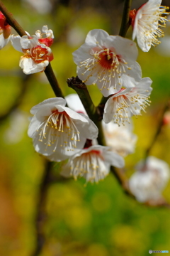 背景は菜の花で。