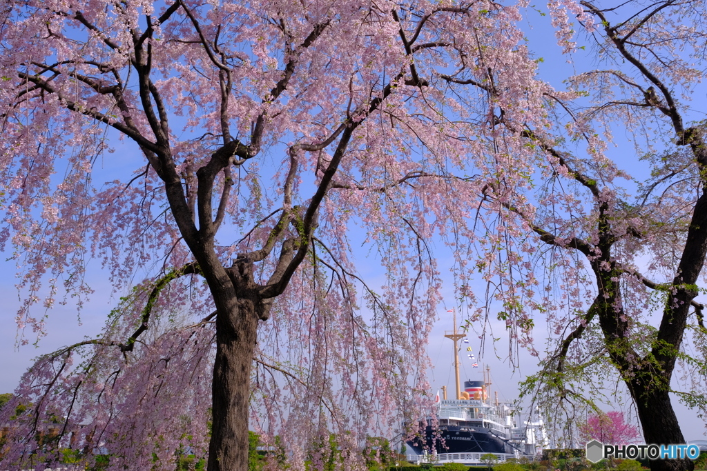 朝の山下公園