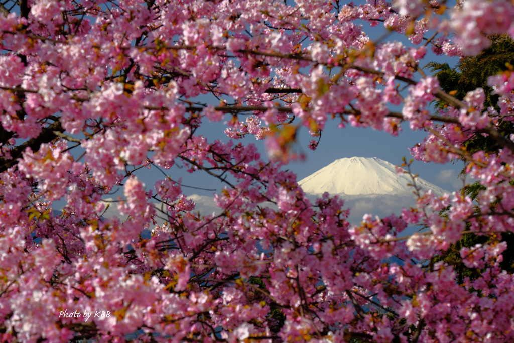 河津桜 × 富士山 ②