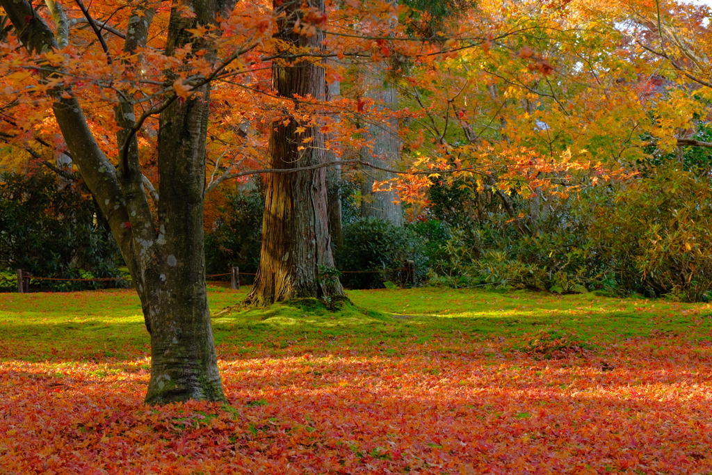 敷き紅葉