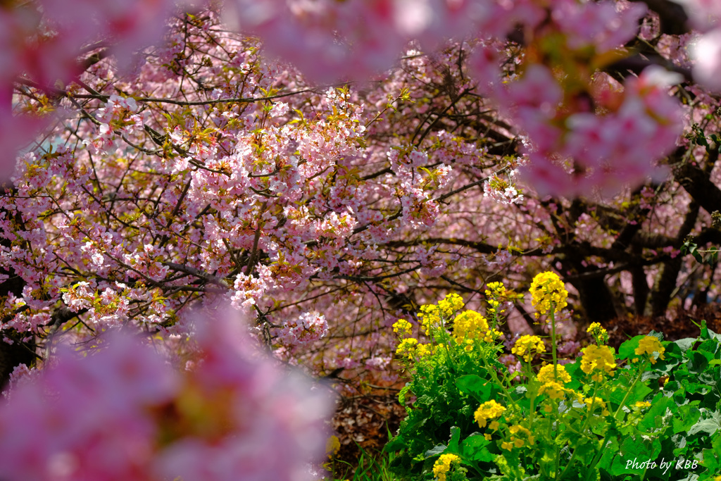 河津桜と菜の花