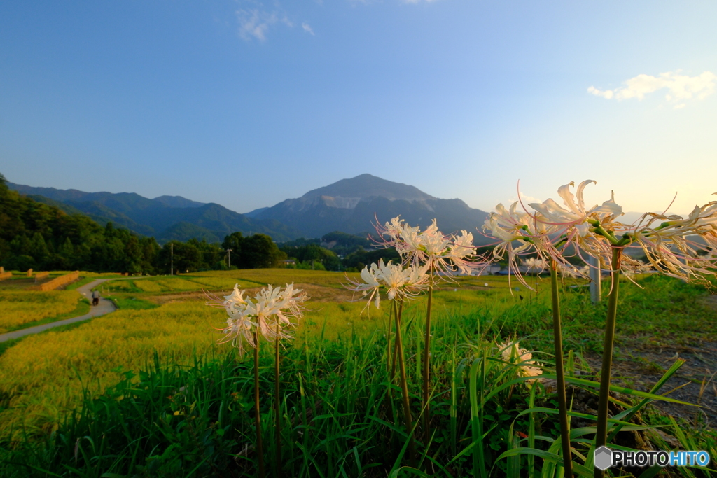 夕暮れ時　寺坂棚田