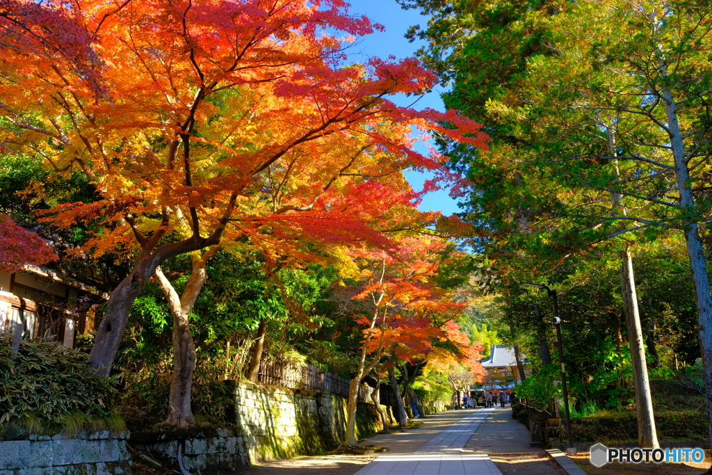 明け渡り 円覚寺道