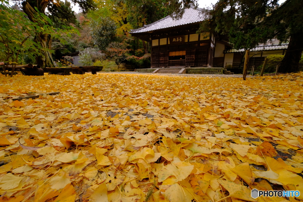 黄色の絨毯
