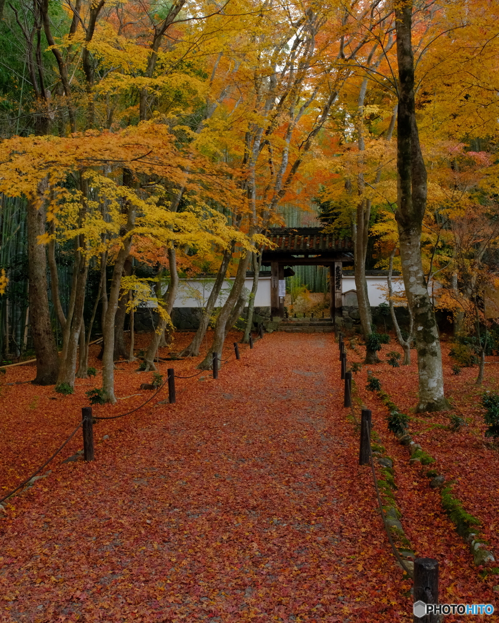 地蔵院　敷き紅葉