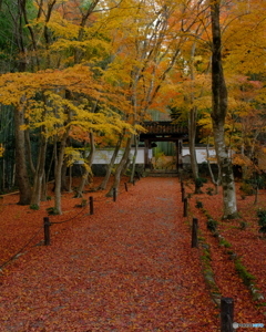地蔵院　敷き紅葉