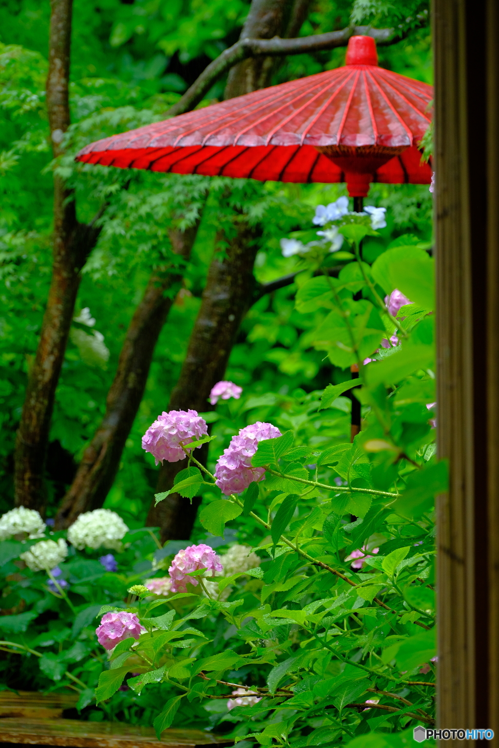 野店傘と紫陽花