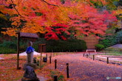 雨の鎌倉・明月院③