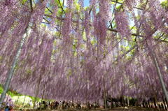 降り注ぐ嵐紫