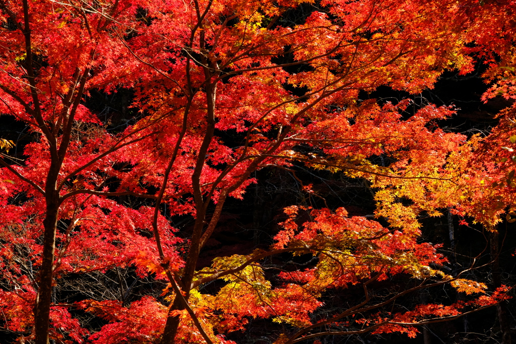 成田山公園