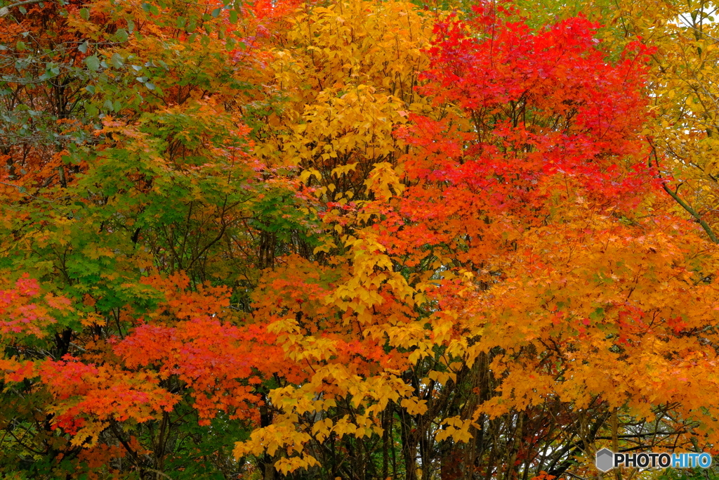 裏磐梯の紅葉