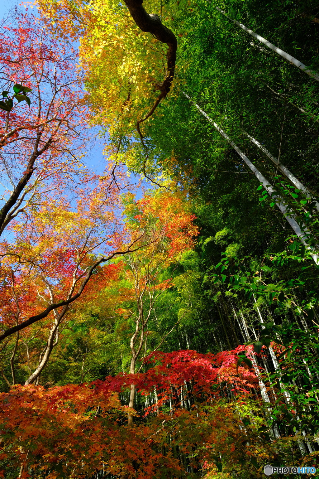 祇王寺 竹林と紅葉