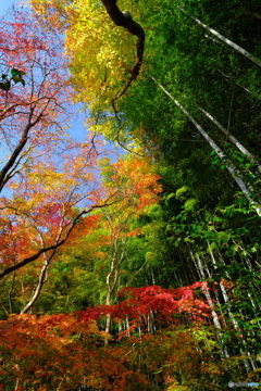 祇王寺 竹林と紅葉