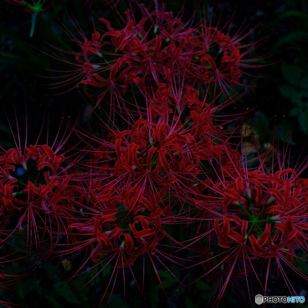 巾着田 曼珠沙華