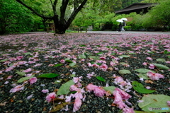 八重桜が散る頃