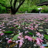 八重桜が散る頃
