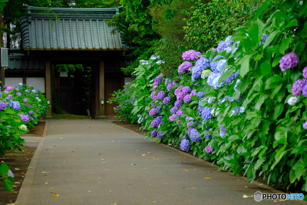 紫陽花道