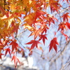 紅葉と青空