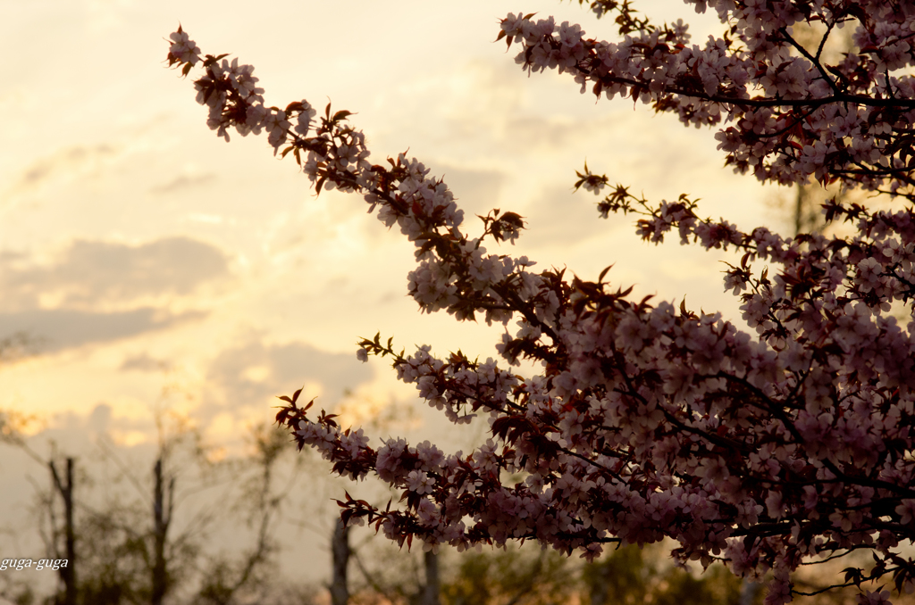 峠の桜
