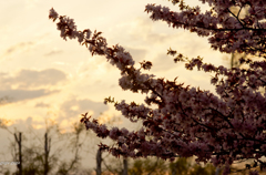 峠の桜