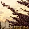 峠の桜