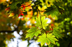 紅葉.2