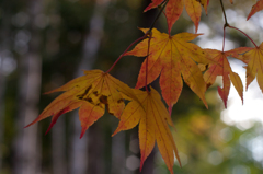 紅葉