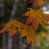 紅葉