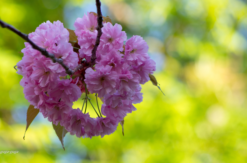 桜のブーケ