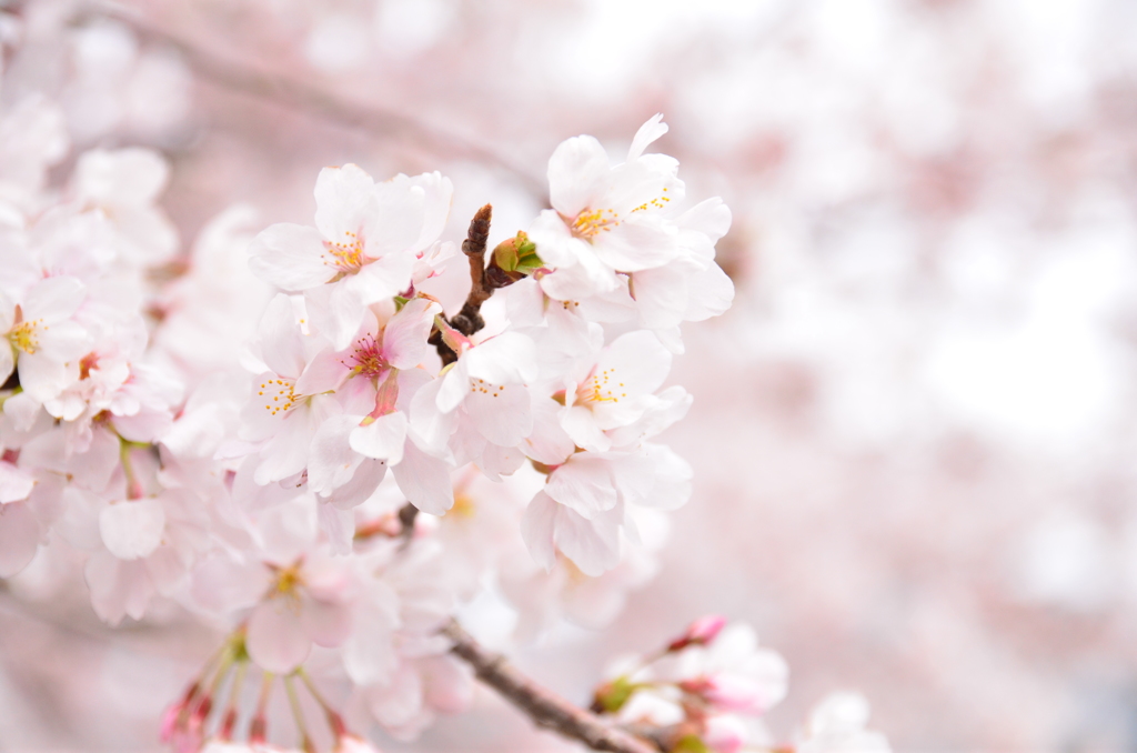 sakura