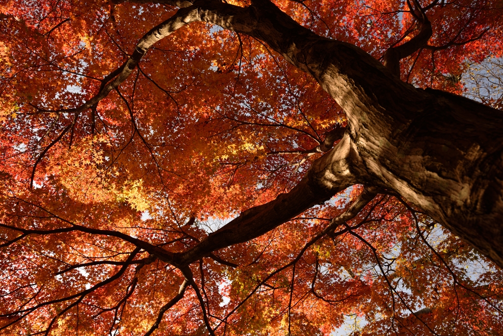 紅葉写真の練習・・・