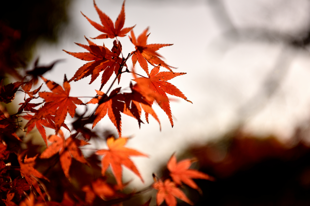 紅葉写真の練習・・・