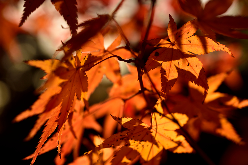 紅葉写真の練習・・・