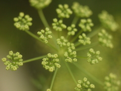 ニラの花