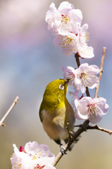 ～万博記念公園 梅まつり　初メジロ～