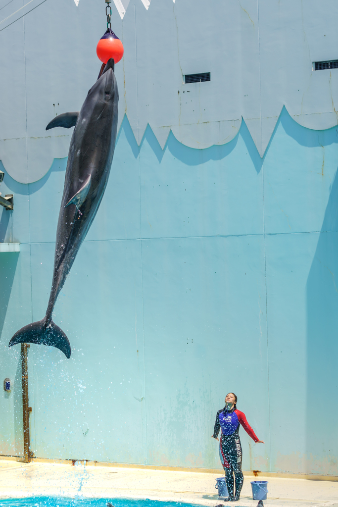 ～須磨海浜水族園～イルカライブショー
