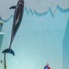 ～須磨海浜水族園～イルカライブショー