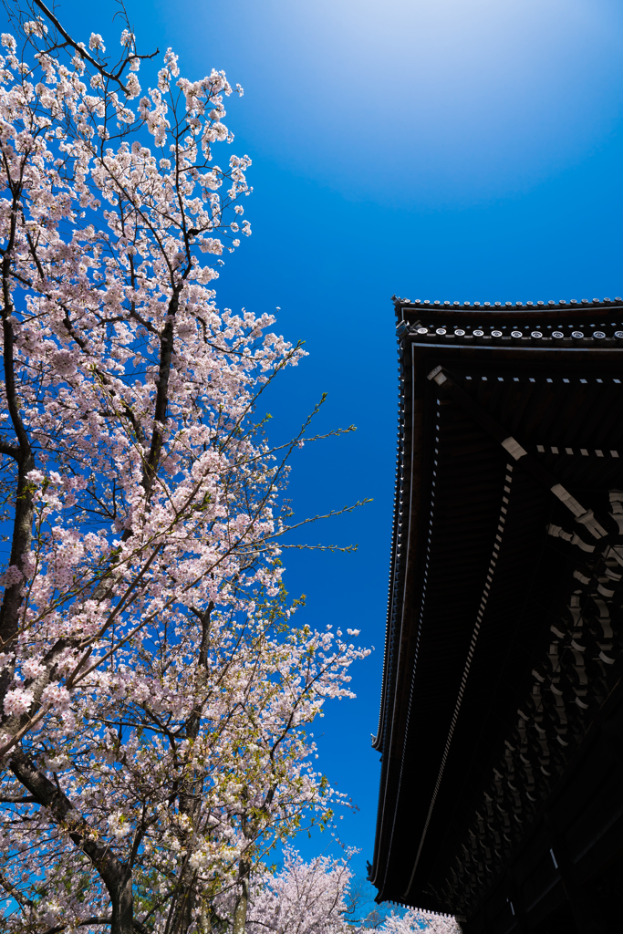 ～京都 桜　知恩院～